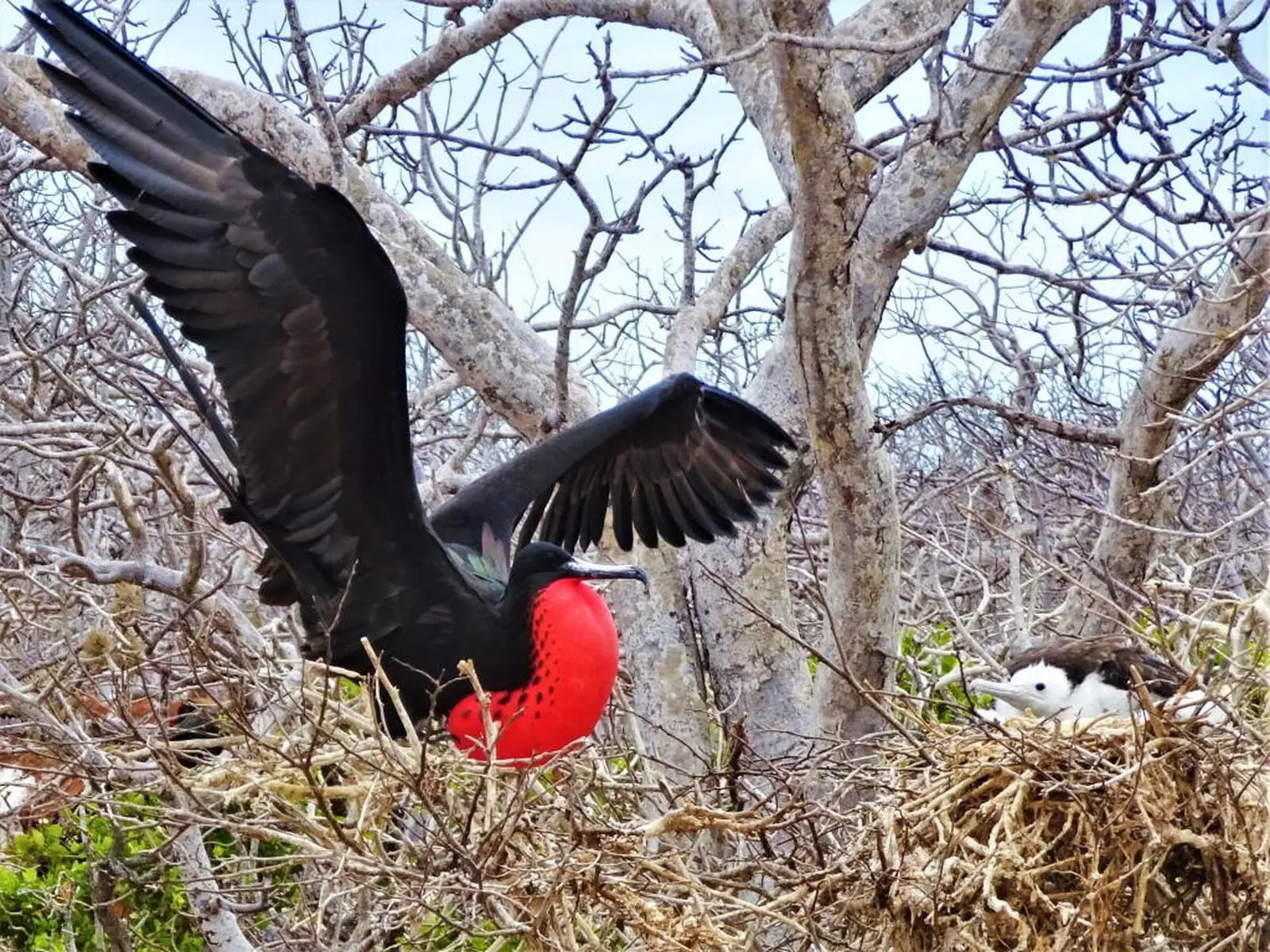 Prachtfregattvogel mit seiner Brut
