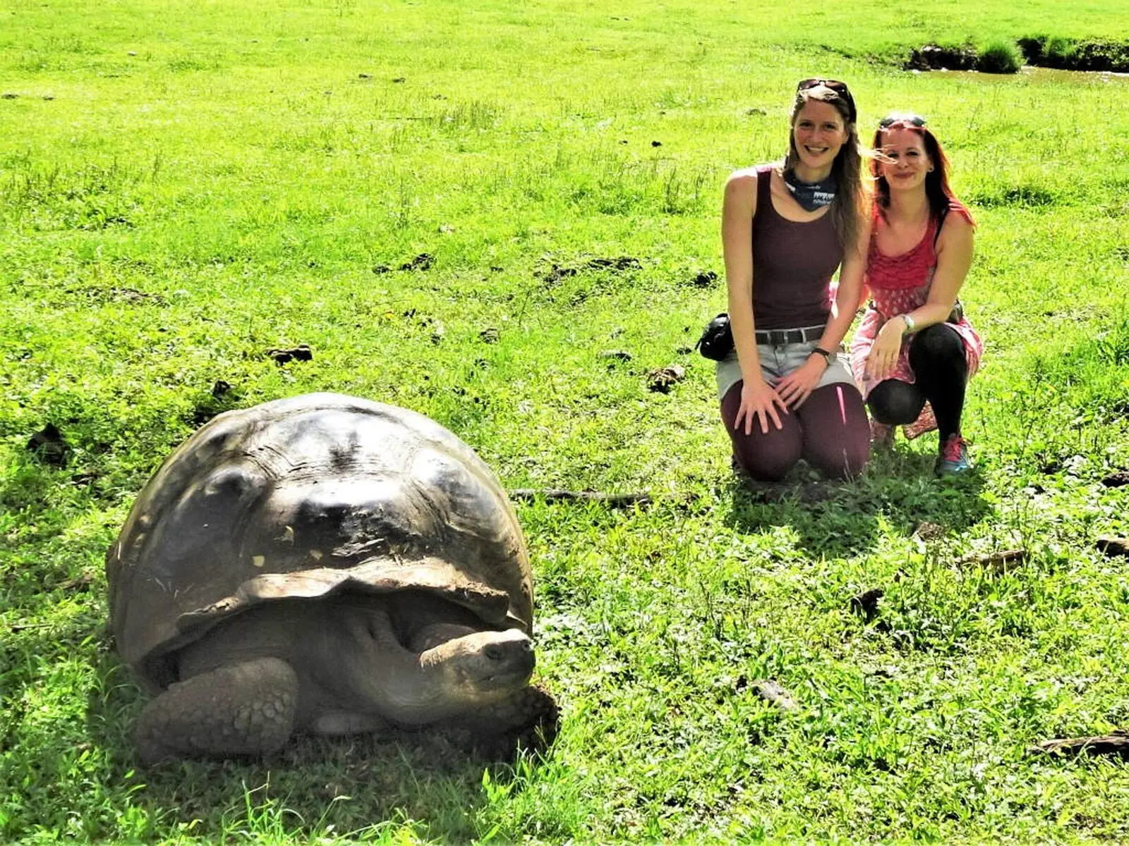Die Galapagos Riesenschildkröte 
