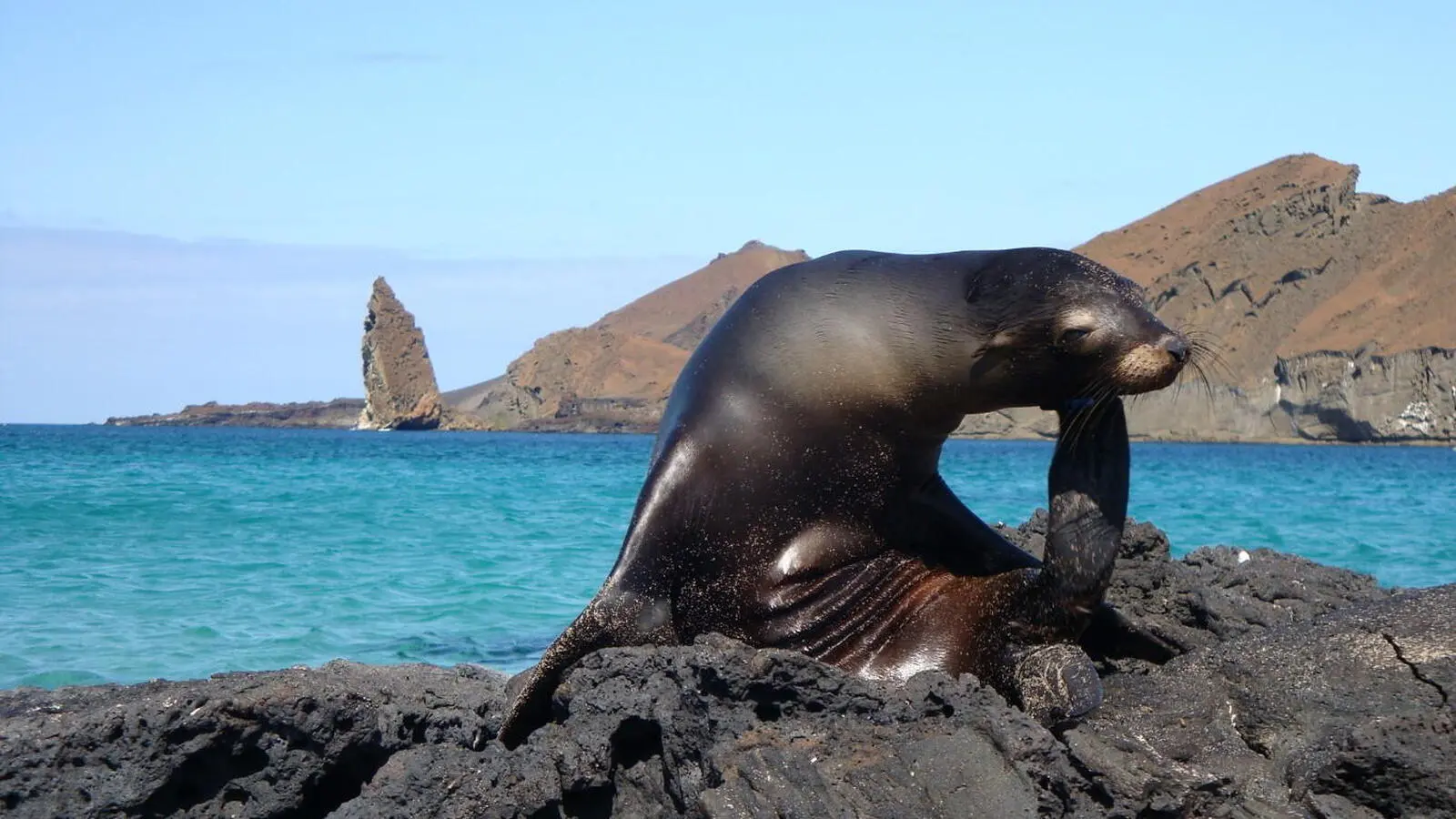 Galapagos Seelöwen (Foto: Petra Schönemann)