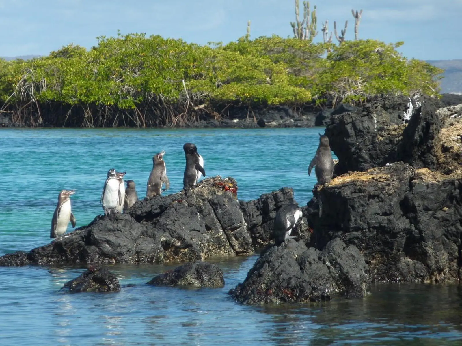 Pinguine tummeln sich auf dem Vulkangestein