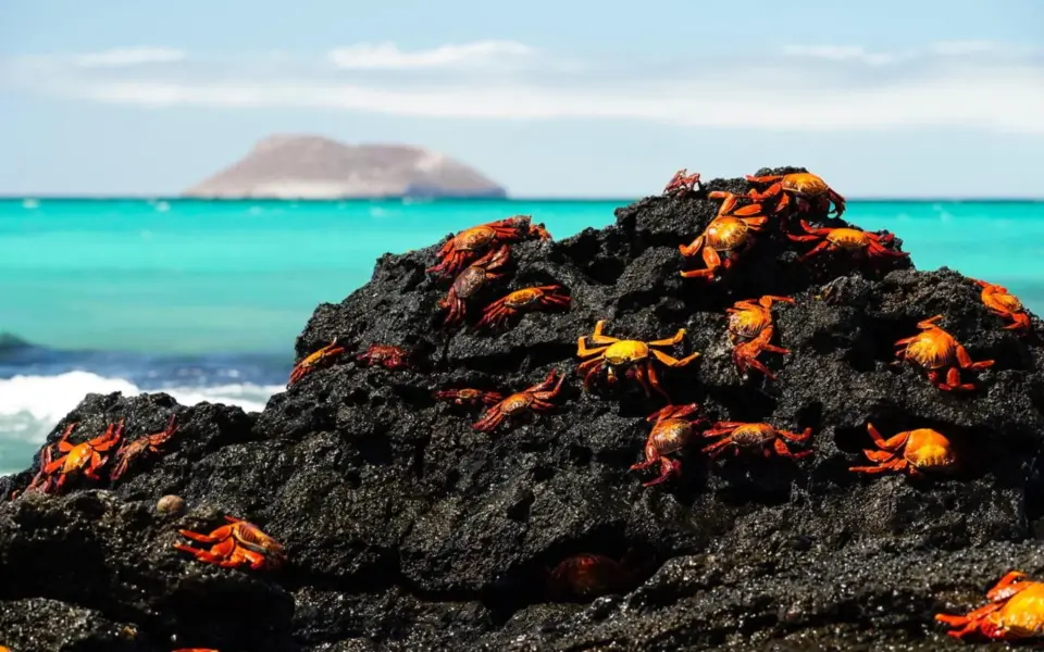 Galapagos – Inseln des Lebens