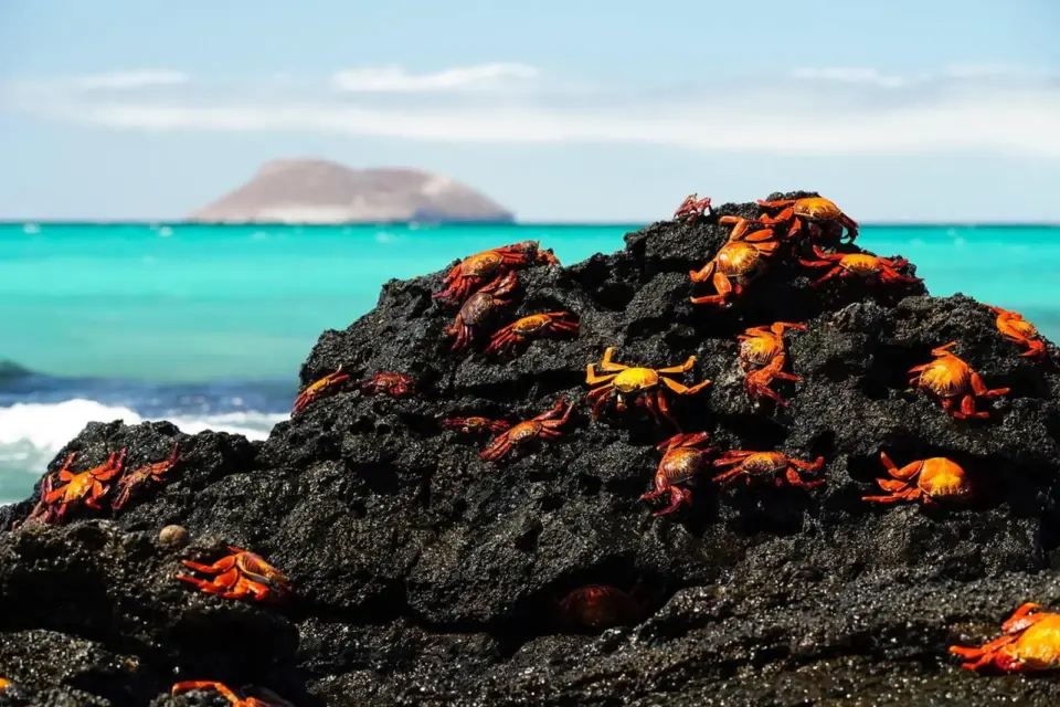 Galapagos – Inseln des Lebens