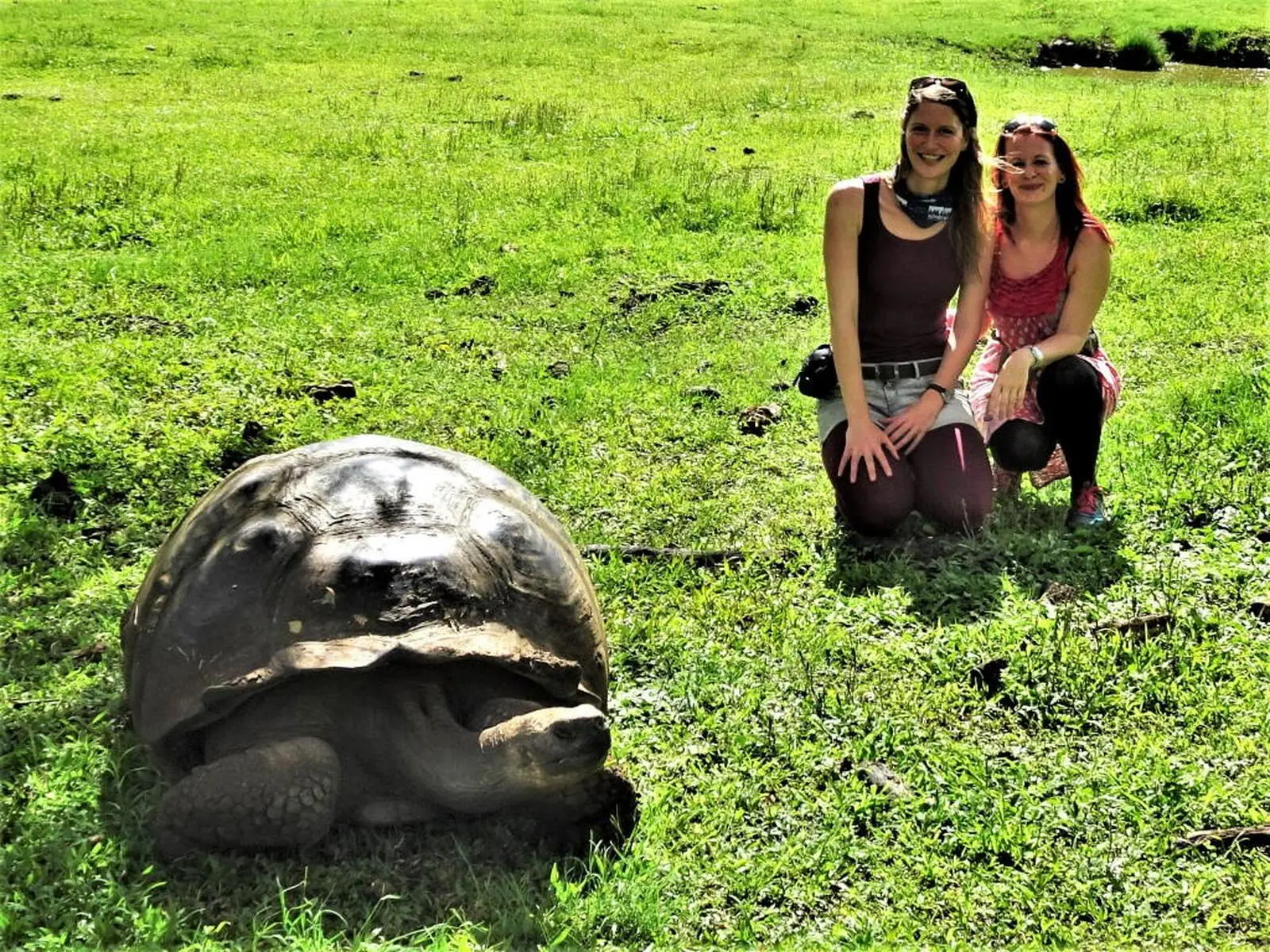 Riesenschildkröten auf Santa Cruz bestaunen.