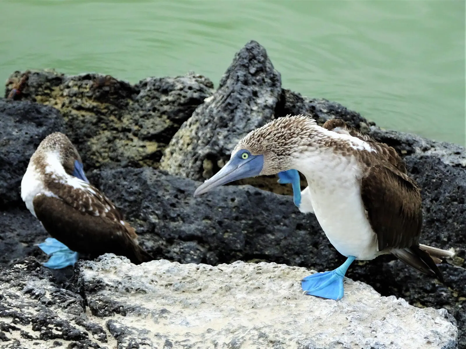 Mit Blaufußtölpen das Tanzbein schwingen.