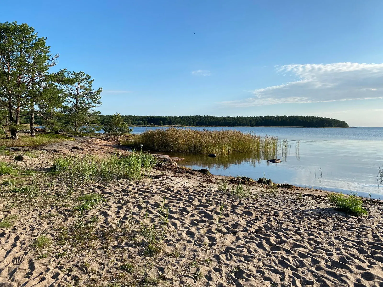Genießen Sie den von Kiefern eingerahmten Sandstrand von Sandösund.