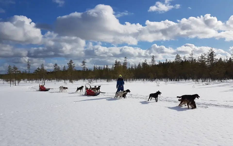 Genussvoll mit Huskys und Schneeschuhen durch Kainuu