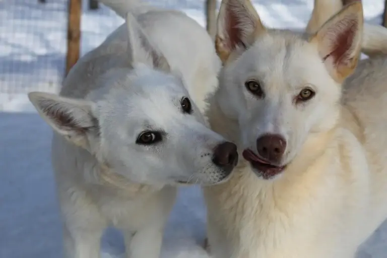 Sie stehen auf dieser Reise ganz klar im Mittelpunkt - die Huskys.