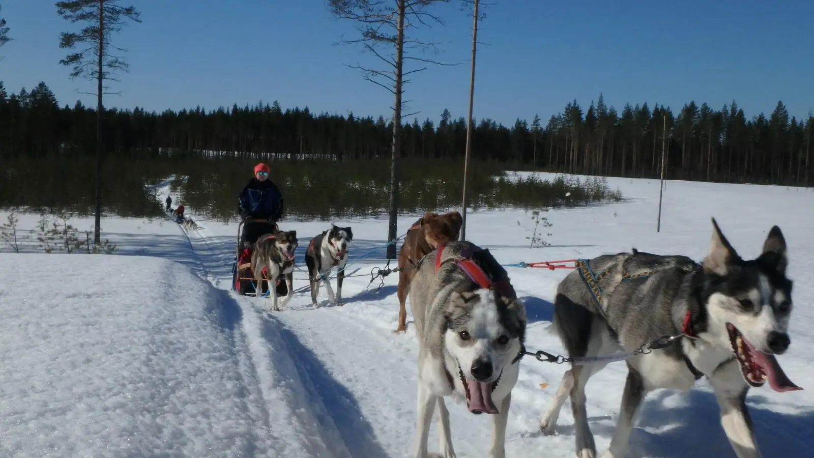 ...nur Sie und die Hunde und die verschneiten karelischen Winterlandschaften.