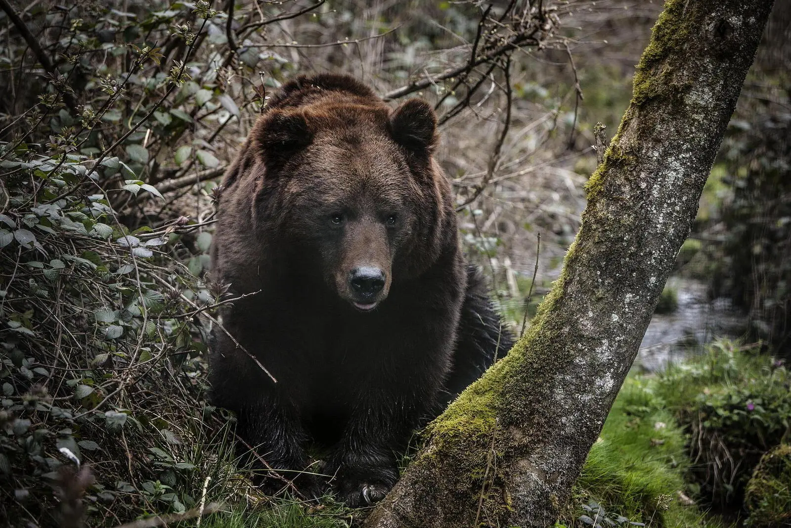 In der Wildnis am Uuronlampi See halten Sie Ausschau nach Bär, Vielfraß &co