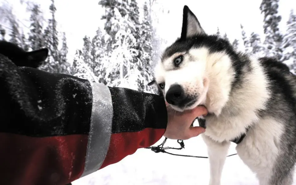 Huskytour am Rande des Polarkreises
