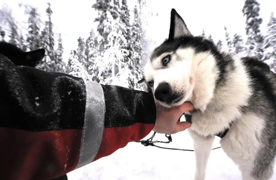 Huskytour am Rande des Polarkreises