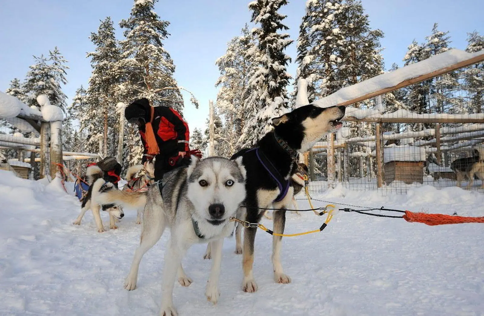 Ungeduldig wird auf dem Start gewartet- aber woher wissen die Huskys, wo es lang geht? 