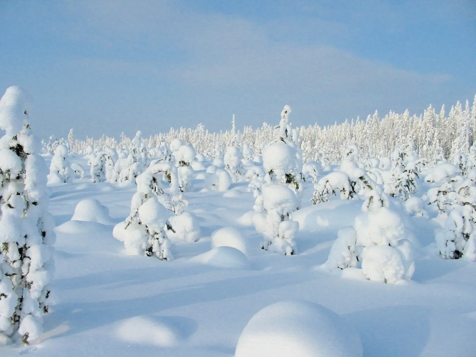 Vom Schnee geformt: Finnlands Winterwald