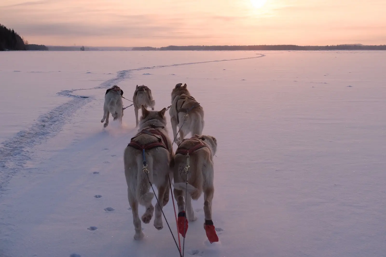 Beim Huskyschlittenfahren abwechselnd selbst lenken & die Aussicht genießen