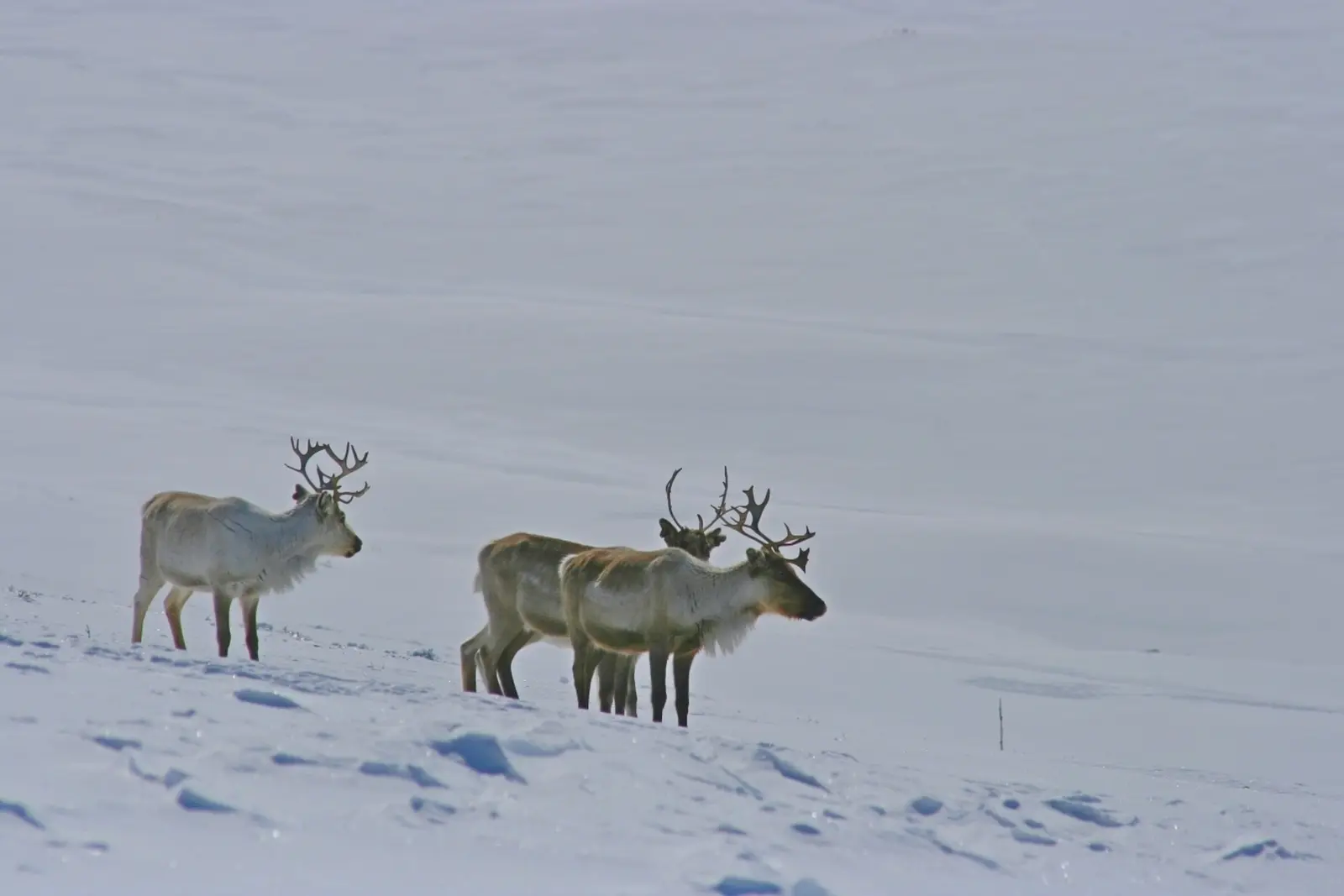 Hohe Wahrscheinlichkeit für Rentierbegegnungen in der offenen Fjälllandschaft