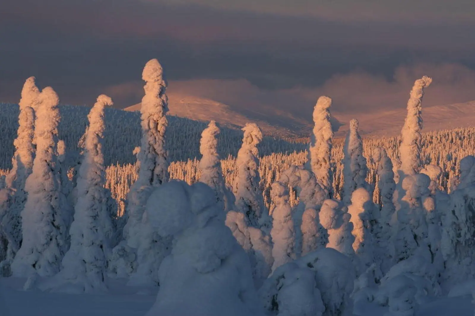 Im „Herzwinter” von Lappland erlebt man die schönsten Schneelandschaften des Winters