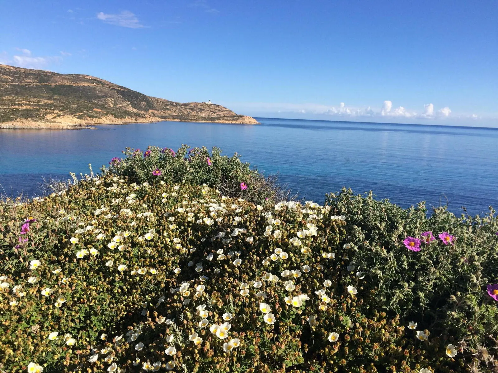 Frühjahr und Herbst sind die ideale Reisezeit für die Balagne. Ab Mai blühen unter anderem die Zistrosen und im Herbst kehrt wieder entspannte Ruhe nach den trubeligen Sommeronaten Juli und August ein.