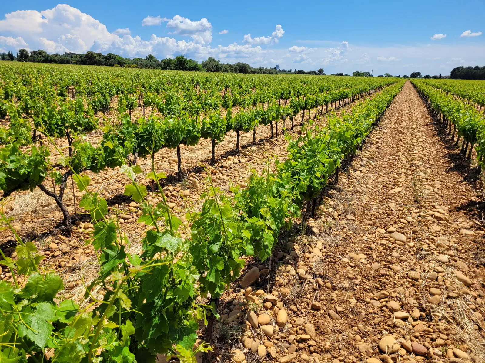 Weinberge soweit das Auge reicht