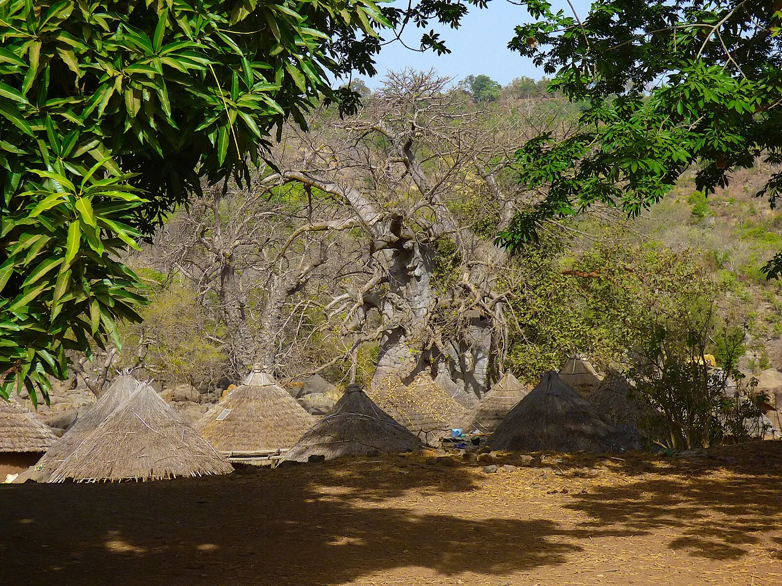 Der Baobab, Nationalbaum Senegals, thront auch über abgeschiedenen Dörfern