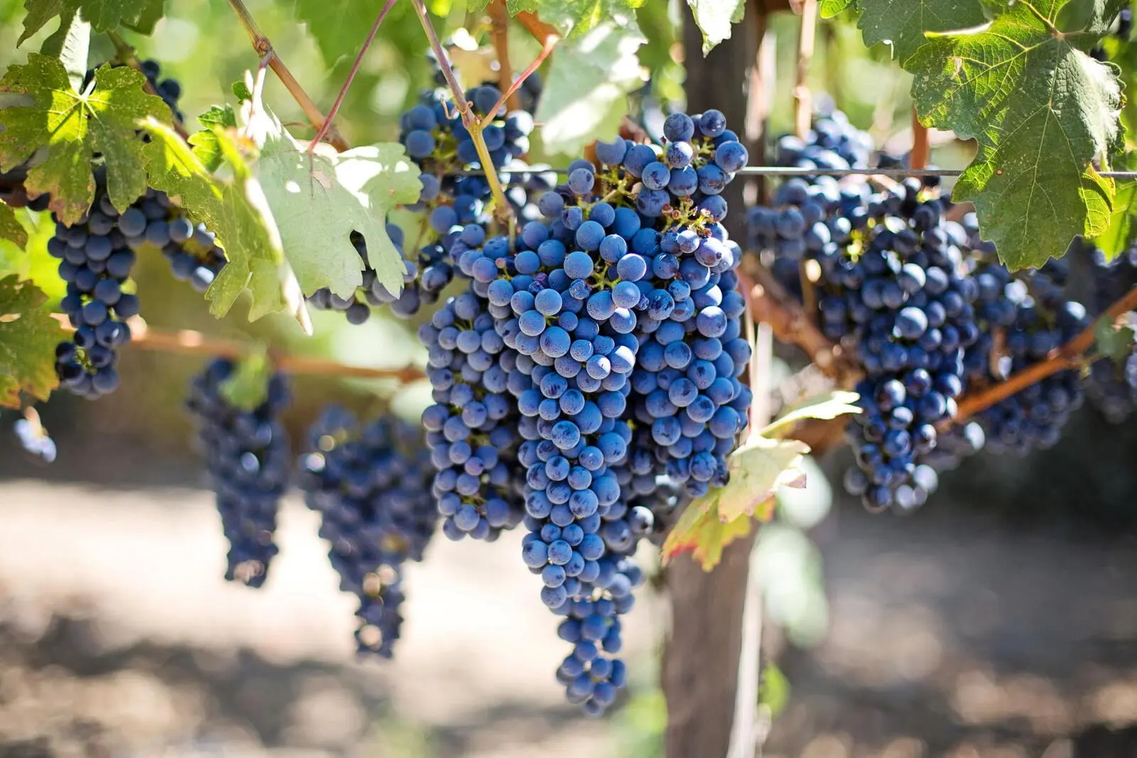 In der Weinregion Kachetien darf eine Kostprobe natürlich nicht fehlen