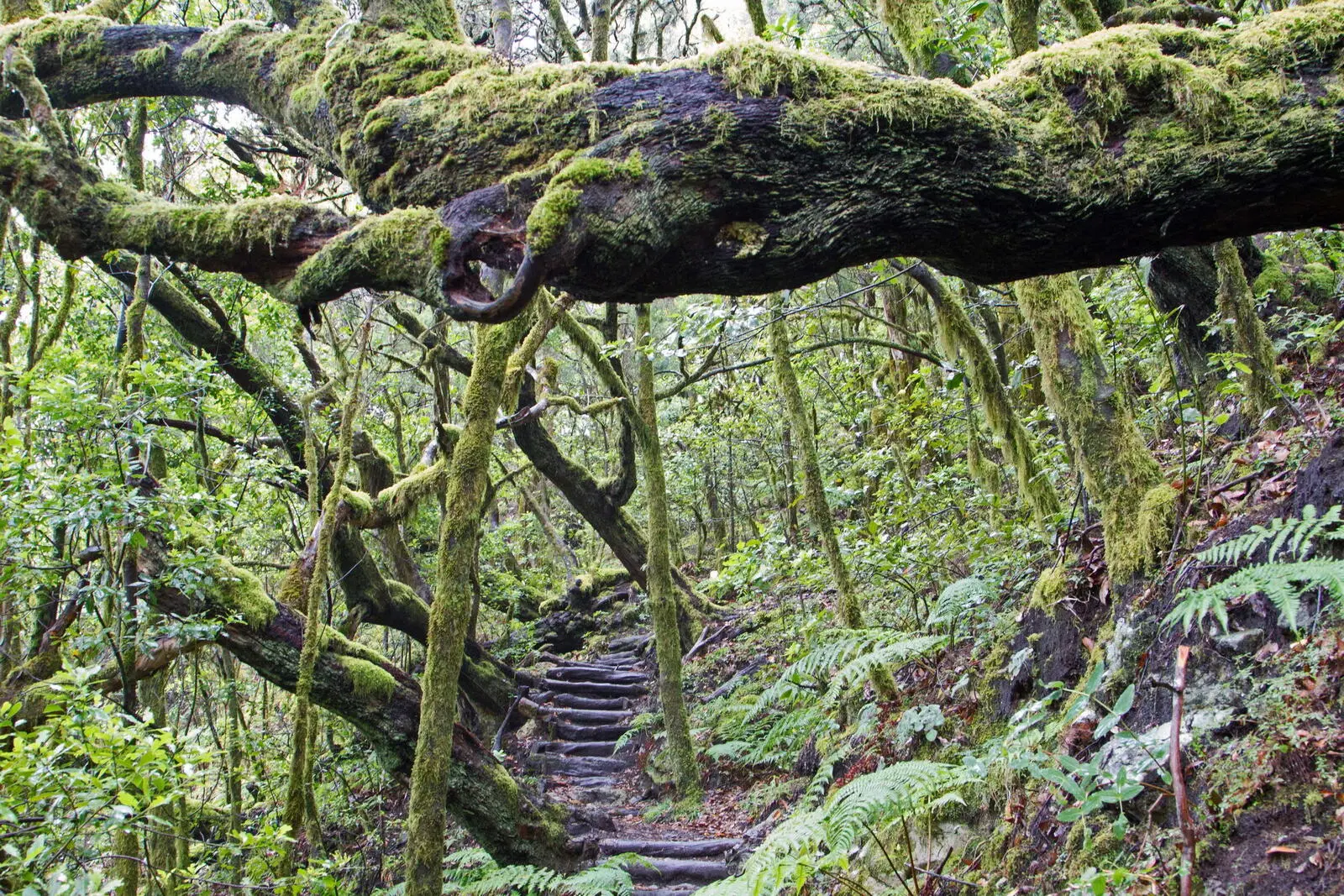 Nationalpark Garajonay: im einzigartigen, verwunschenen Lorbeerwald
