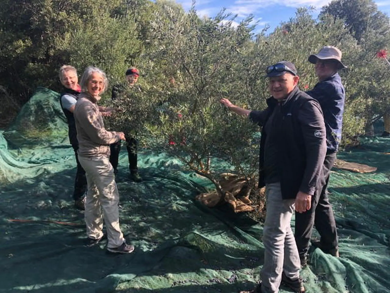 Olivenöl-Exkurs im Dorf Mithi - Sie legen bei der Ernte mit Hand an und können das frische, kaltgepresste Olivenöl probieren... 