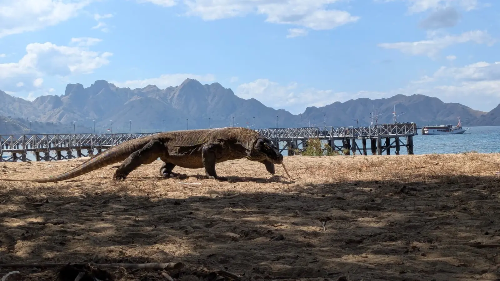 Der Komodowaran ist wohl letzte Drache unserer Erde (Foto: F. Bort)