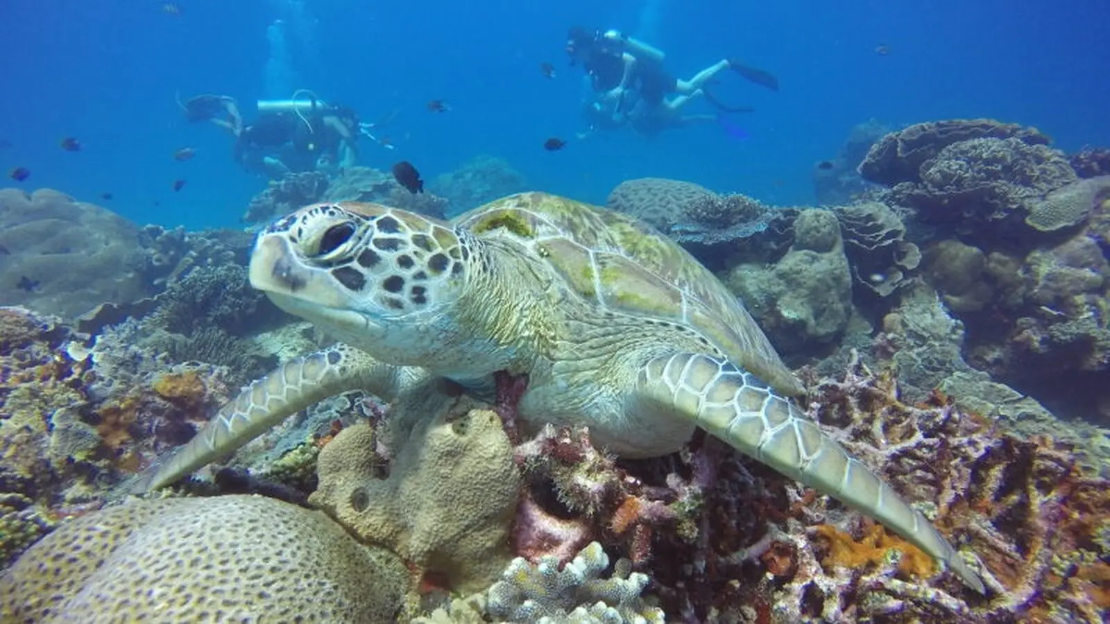 Schildkröten bei den Bunaken begrüßen Sie zu Beginn der Reise in Indonesien