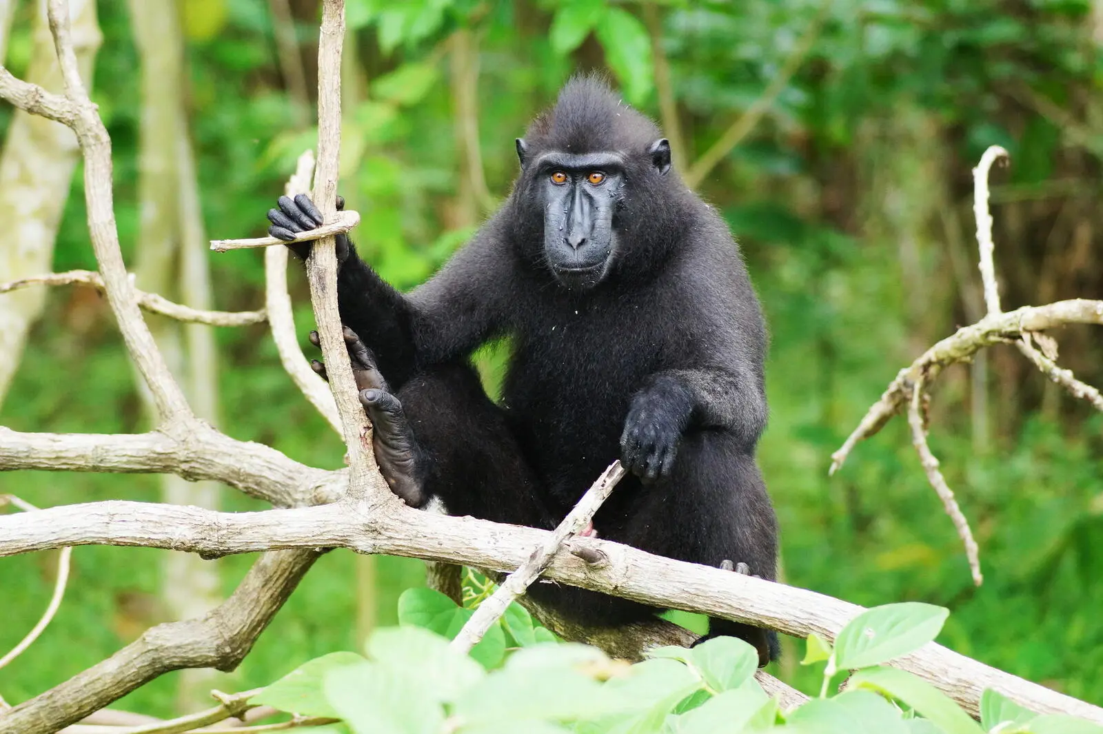 Tierische Begegnungen – Auf Schopfmakaken treffen im Tangkoko-Nationalpark