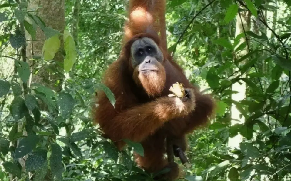 Der Zauber von Indonesien: Sumatra, Java und Karimunjawa