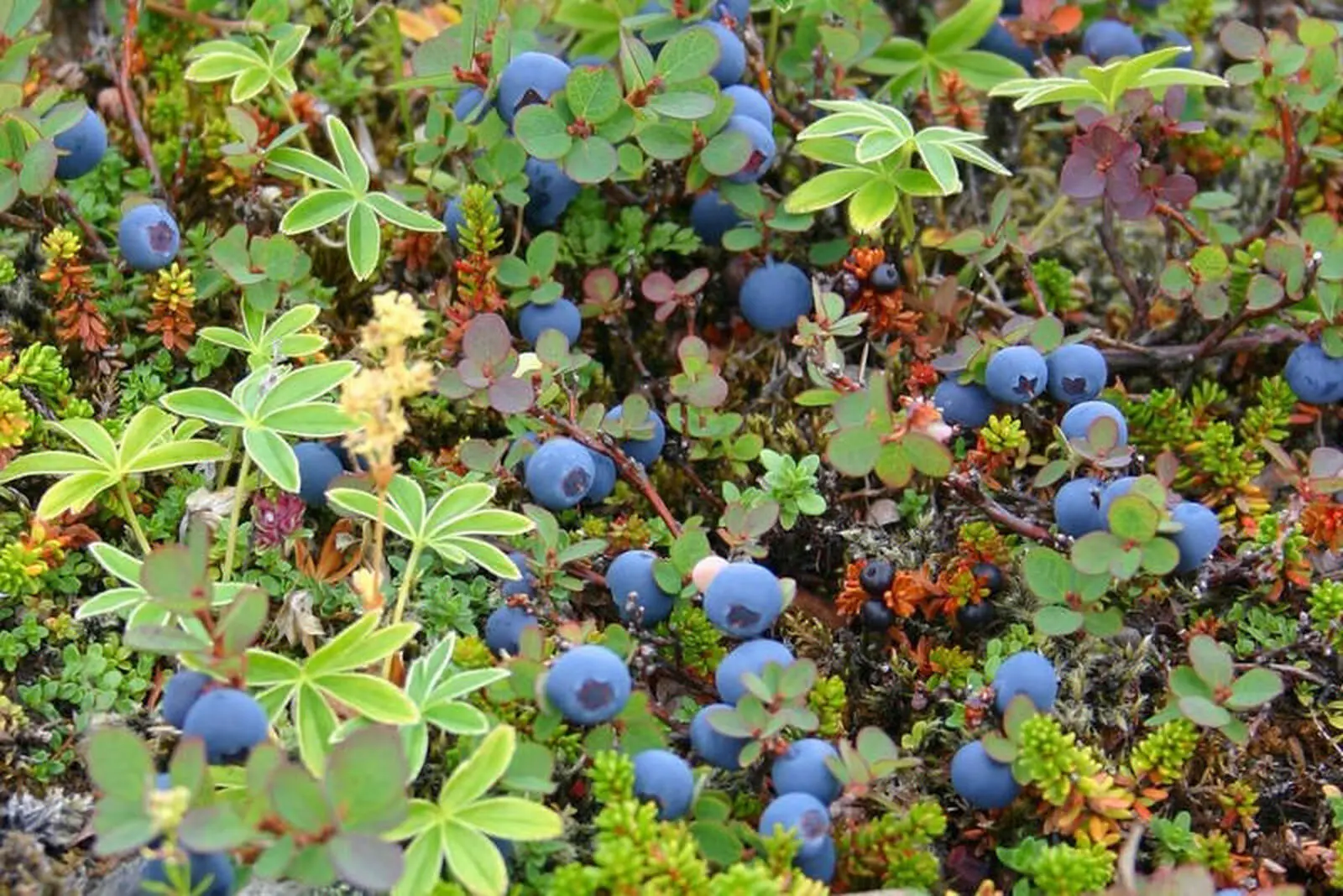 ...und (ab Mitte August) als Kompottzugabe schmackhafte Heidelbeeren