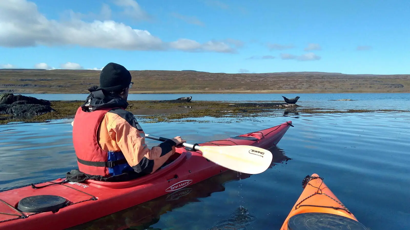 Seekajaktour im geschützten Fjord mit tierischem Publikum