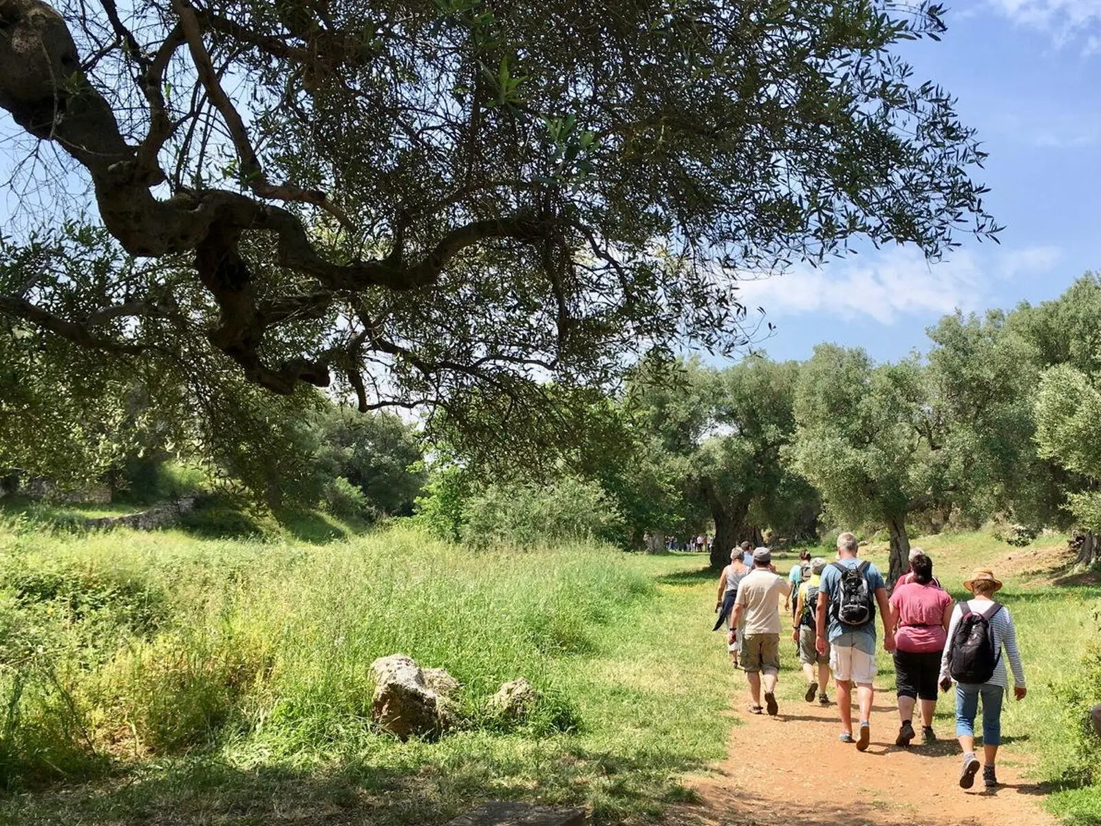 Auf ruhigen Pfaden wandern Sie genussvoll durch die Landschaft der Olivenhaine
