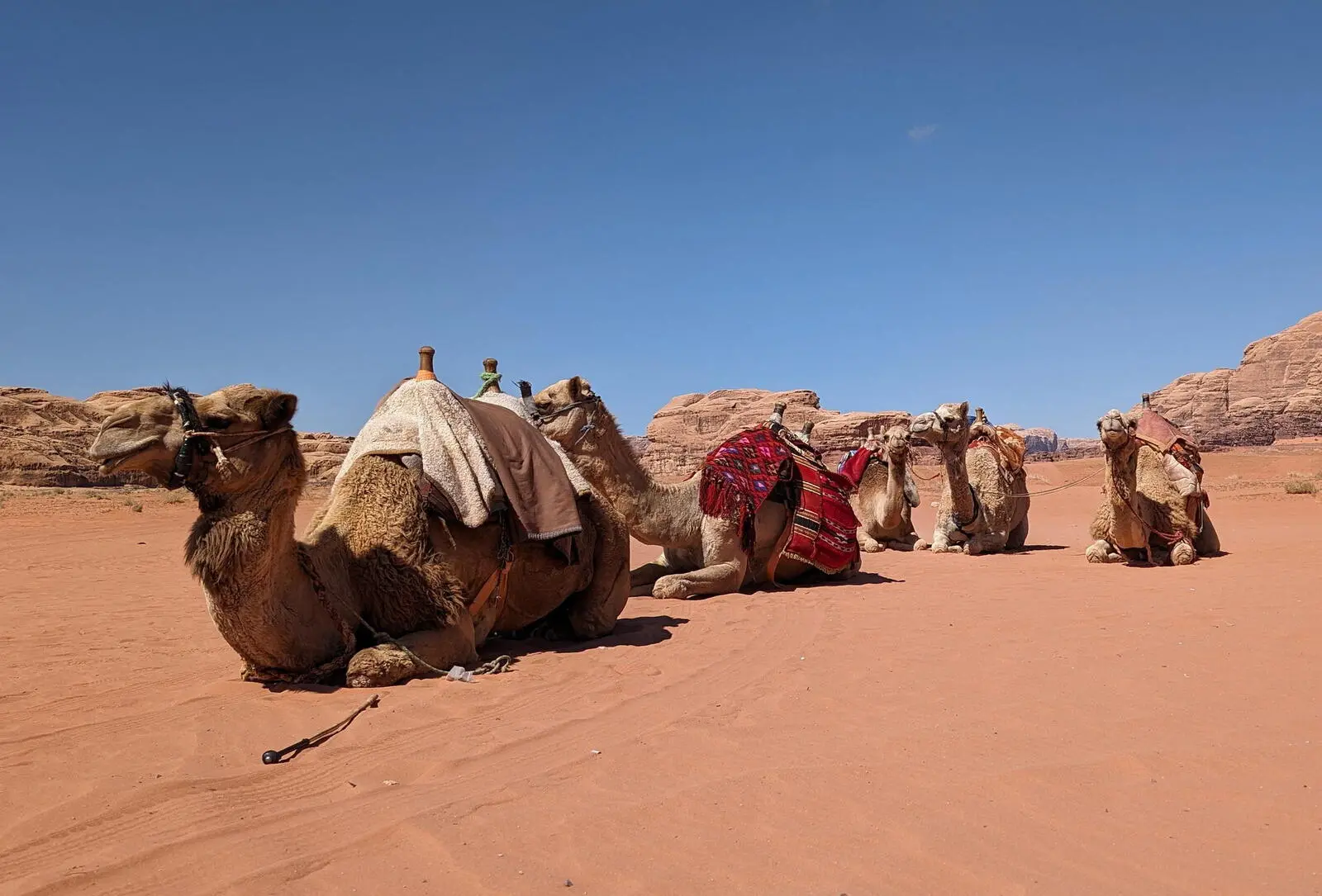 Am Wadi Rum wechseln Sie vom Fahrzeug auf die Rücken der Dromedare