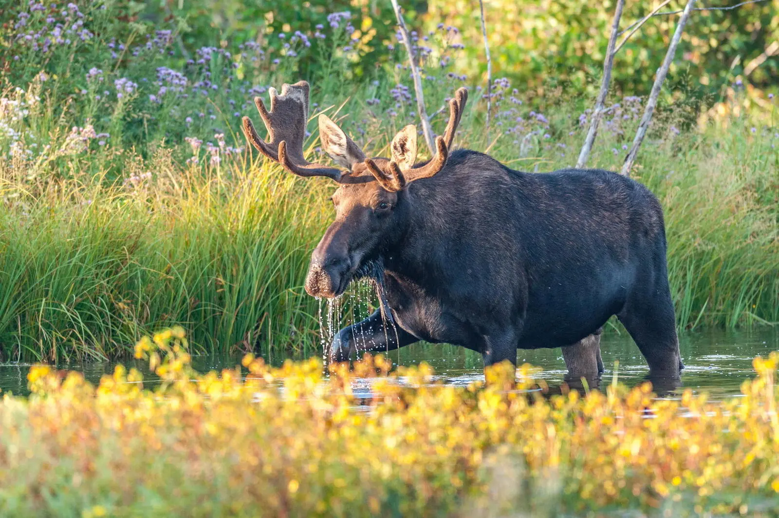 Tierbeobachtung im Gros-Morne National Park