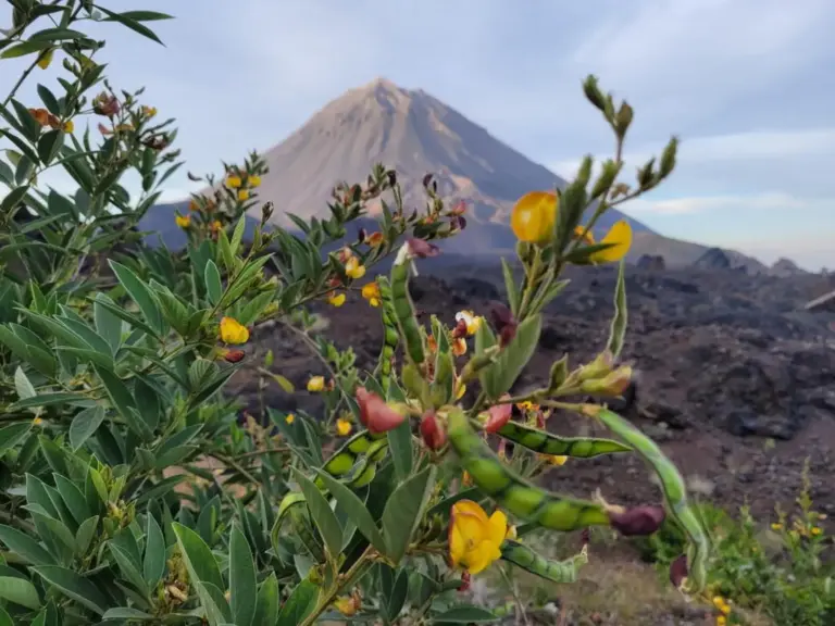 Insel Fogo: Blick auf den Fogo 