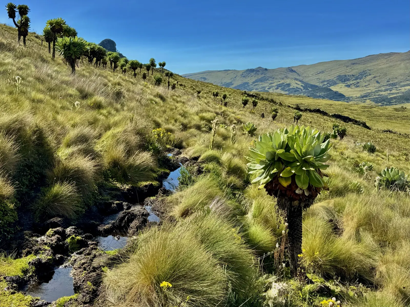 Über 4000m in den Aberdares – ideale Akklimatisation (© glücksinder.reisen)