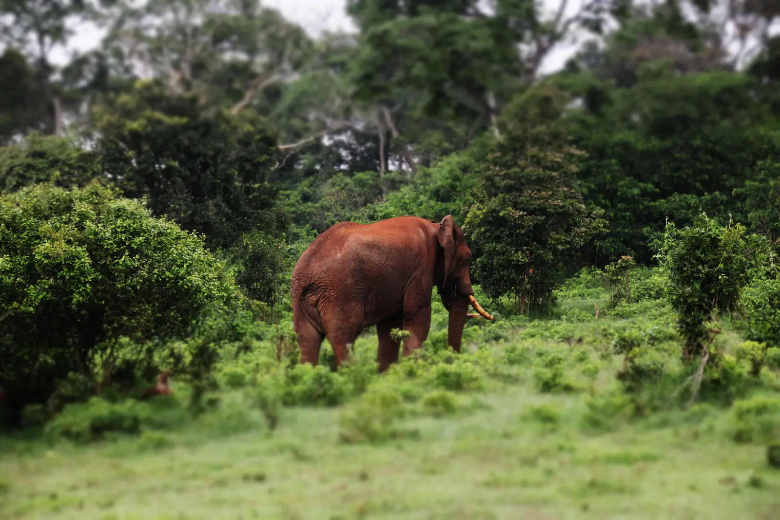Mit Rangern in den Aberdares: mit Glück treffen Sie auch auf große Tiere