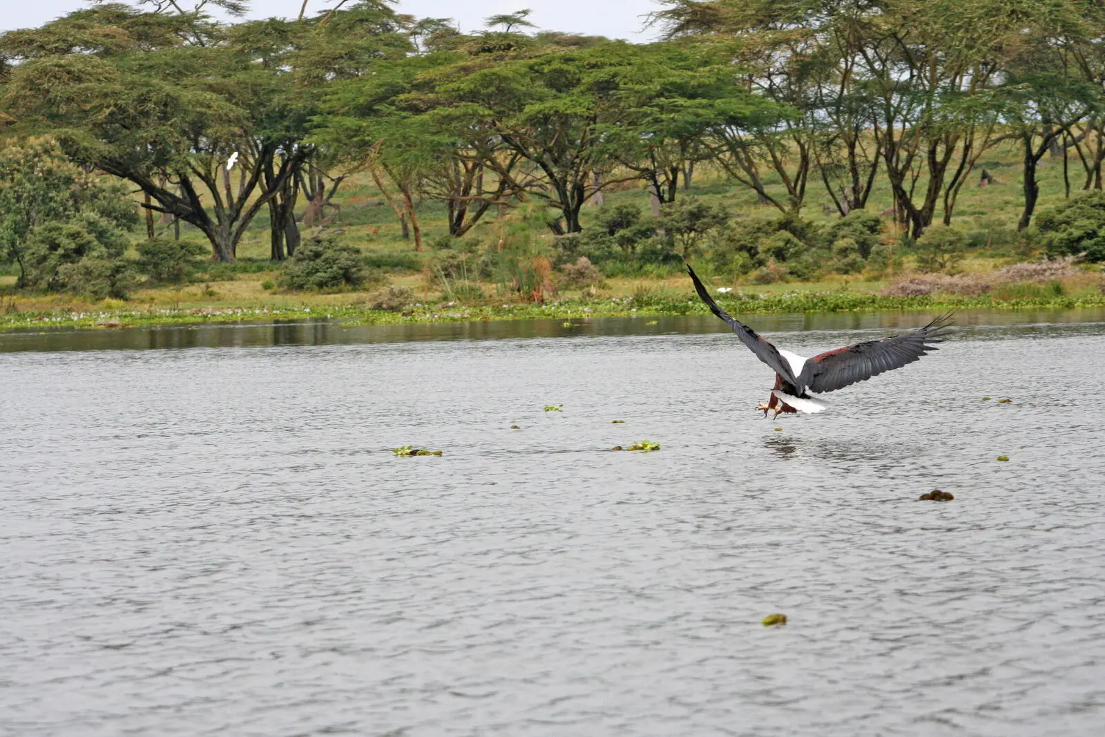 Naivasha-Region entdecken: Kurze Wanderung zum Crater Lake im Vogelparadies
