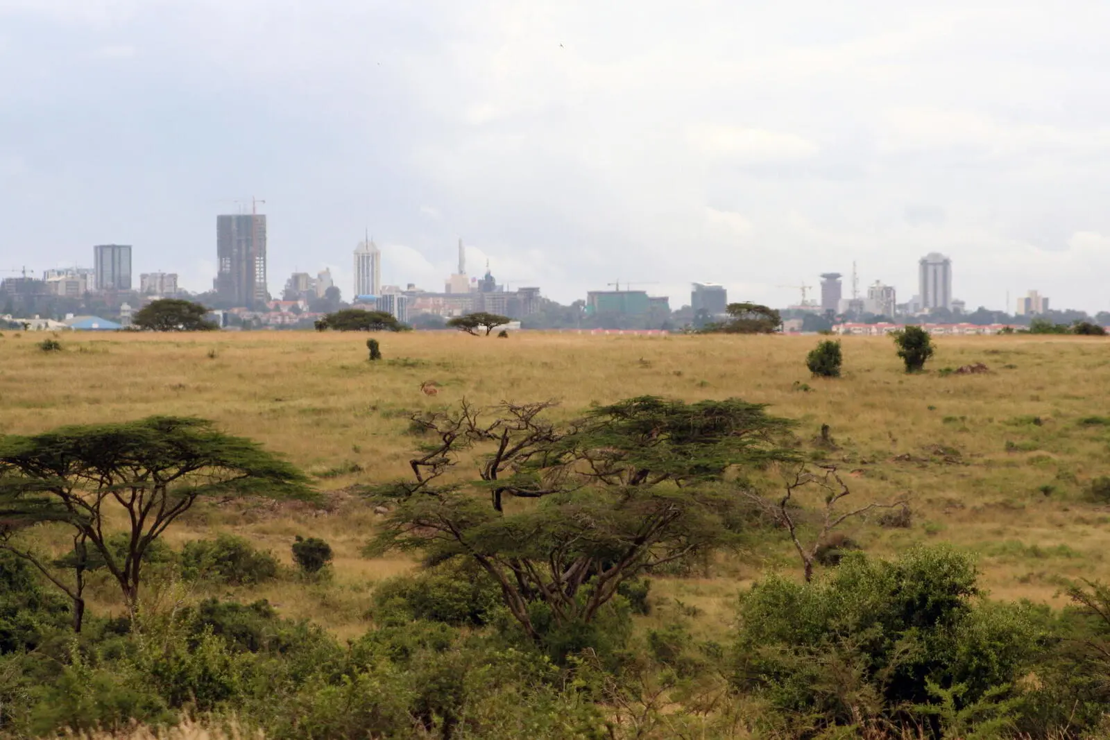 Nairobi im Rücken, Natur vor Augen: Ihr Reiseauftakt im Grünen