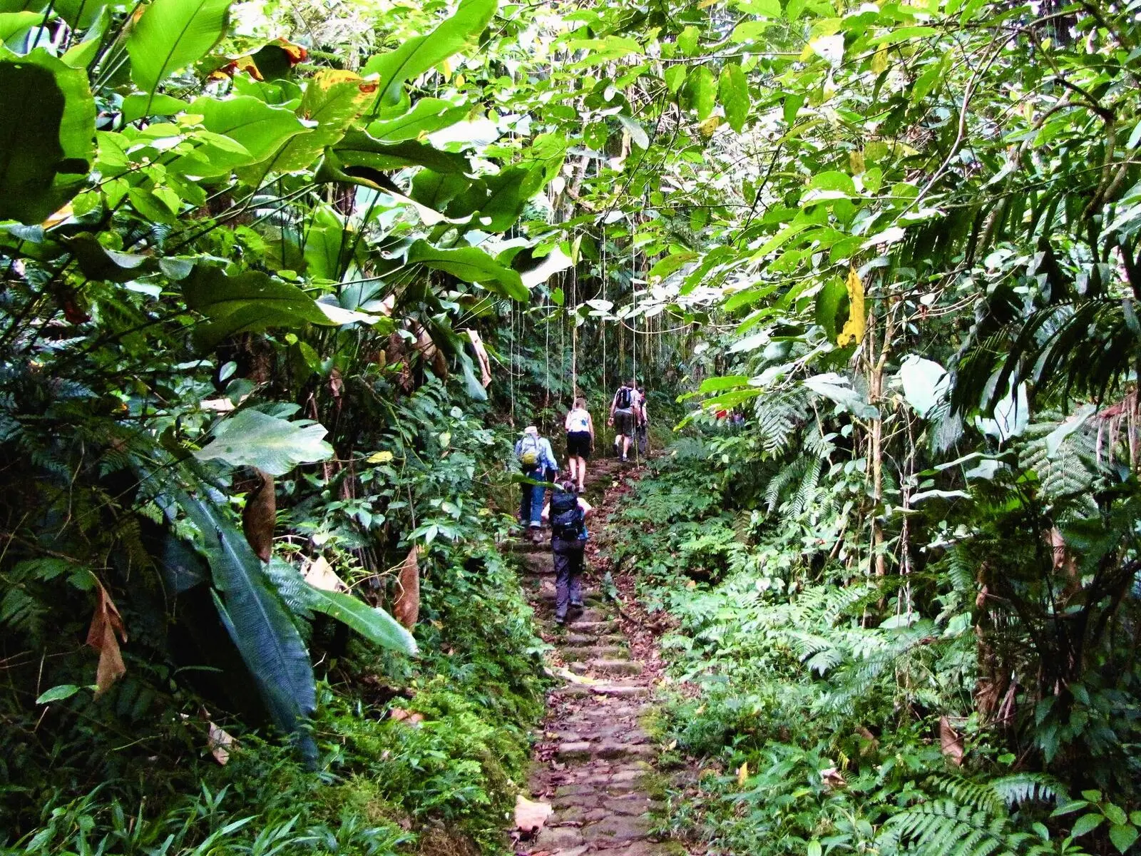 Über alte Treppen gesäumt von üppiger Vegetation hinauf zur Ciudad Perdida