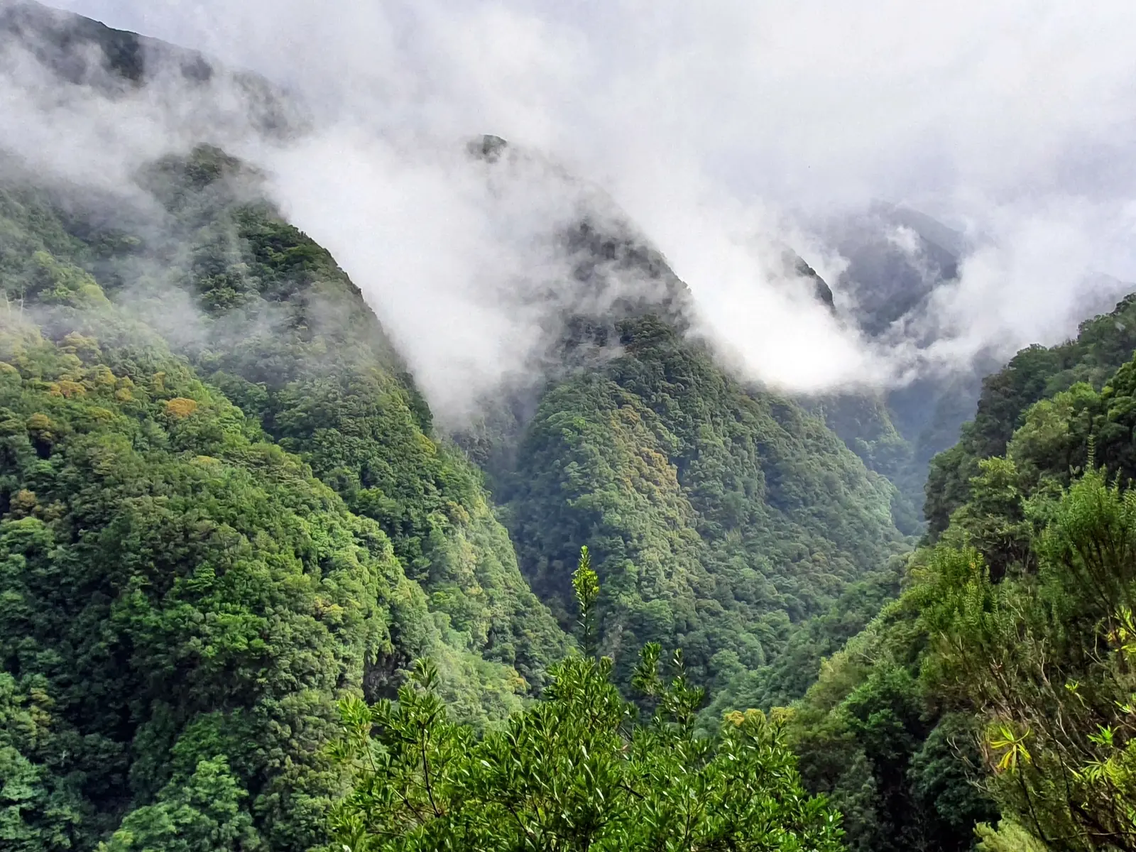 Madeira beherbergt den größten zusammenhängenden Lorbeerwald der Welt