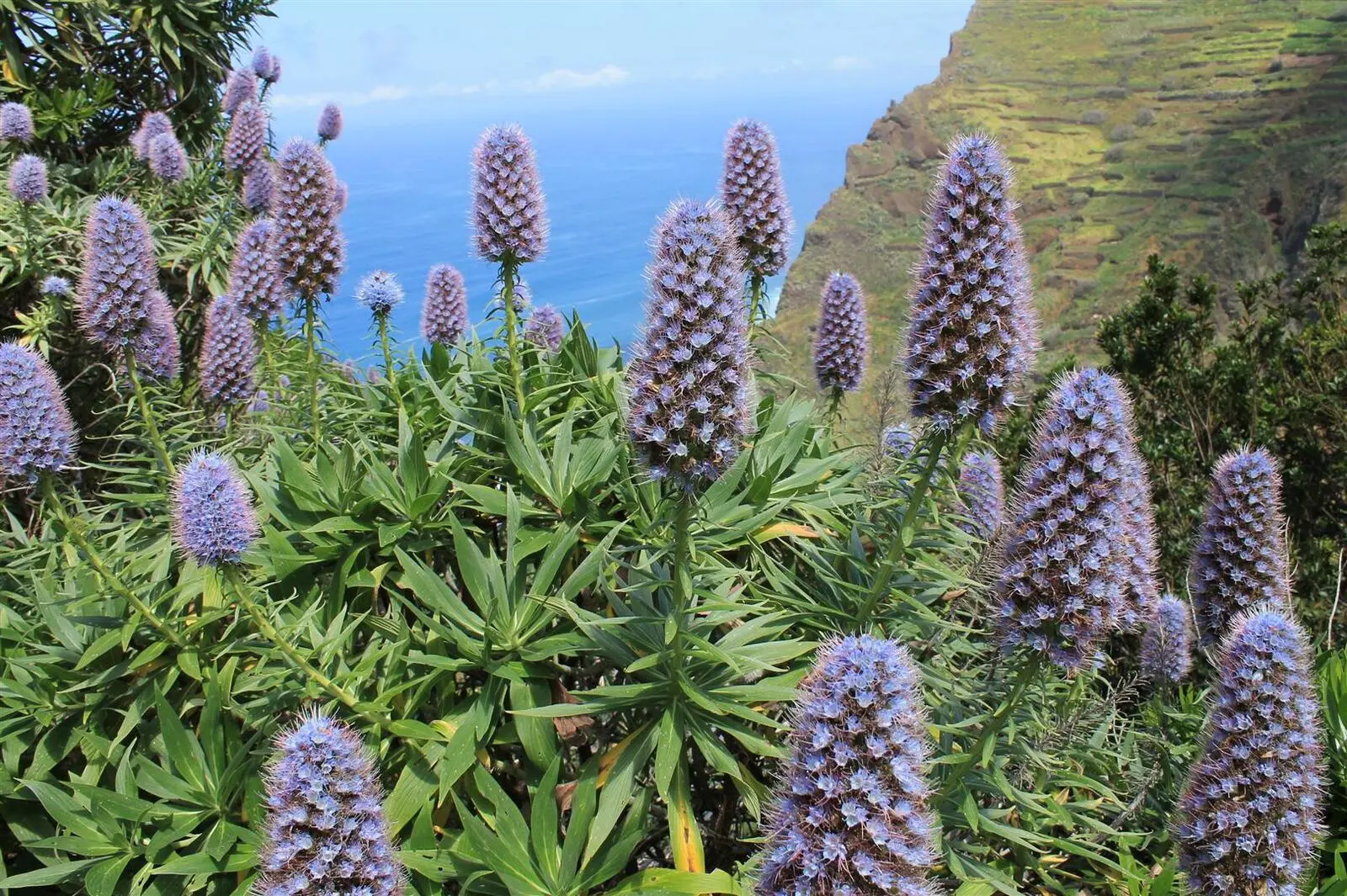 Madeira-Natternkopf - Madeira wird oft auch als Blumeninsel bezeichnet