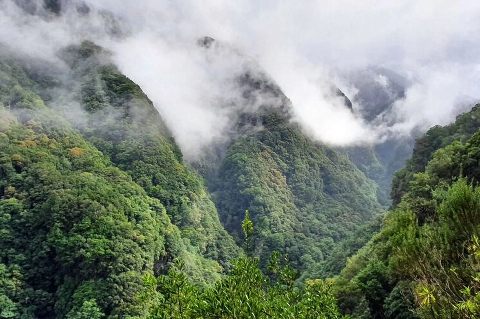 Madeira beherbergt den ältesten und größten Lorbeerwald der Erde