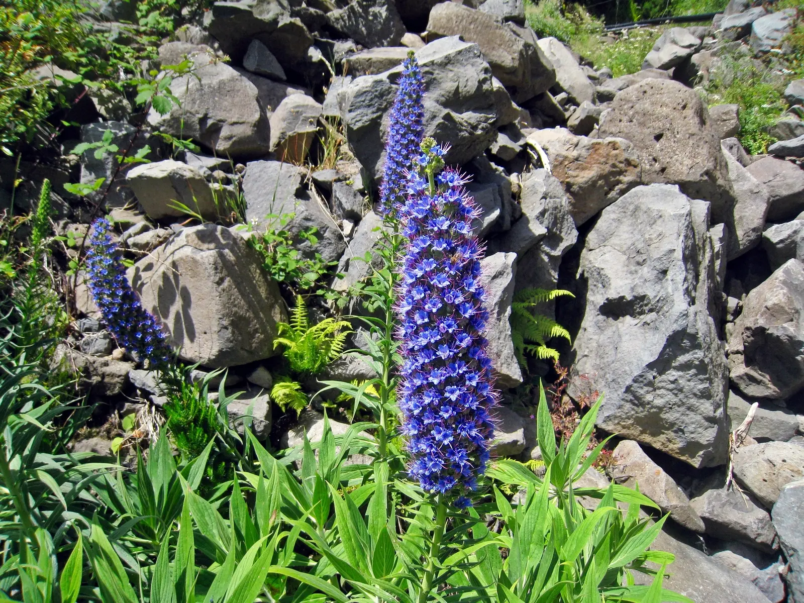 Stolz Madeiras - Natternkopf (echium candicans)