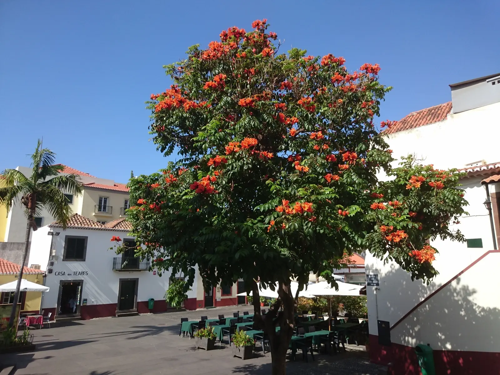 Afrikanischer Tulpenbaum in Funchal