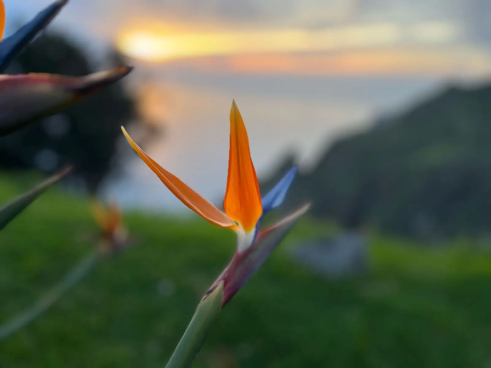 Blüte der Paradiesblume (Strelitzie)
