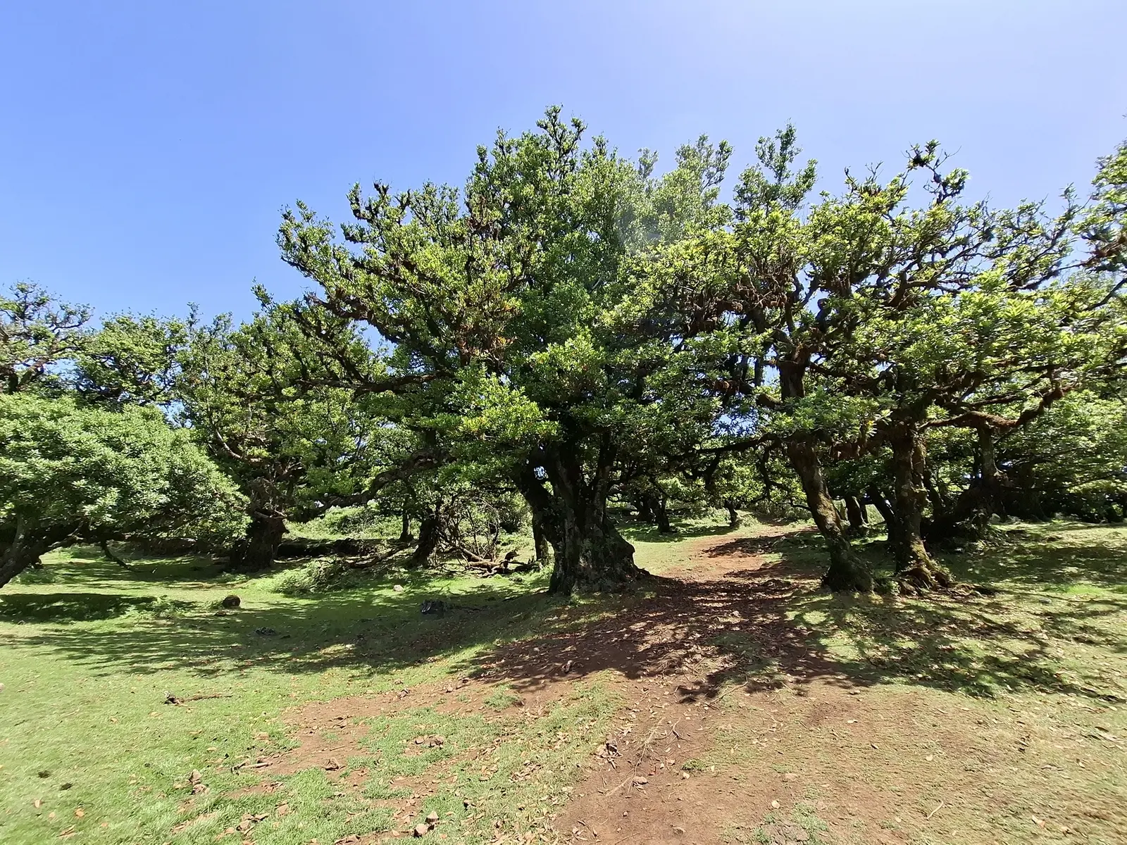 Wanderung zu den ältesten Lorbeerbäumen der Insel