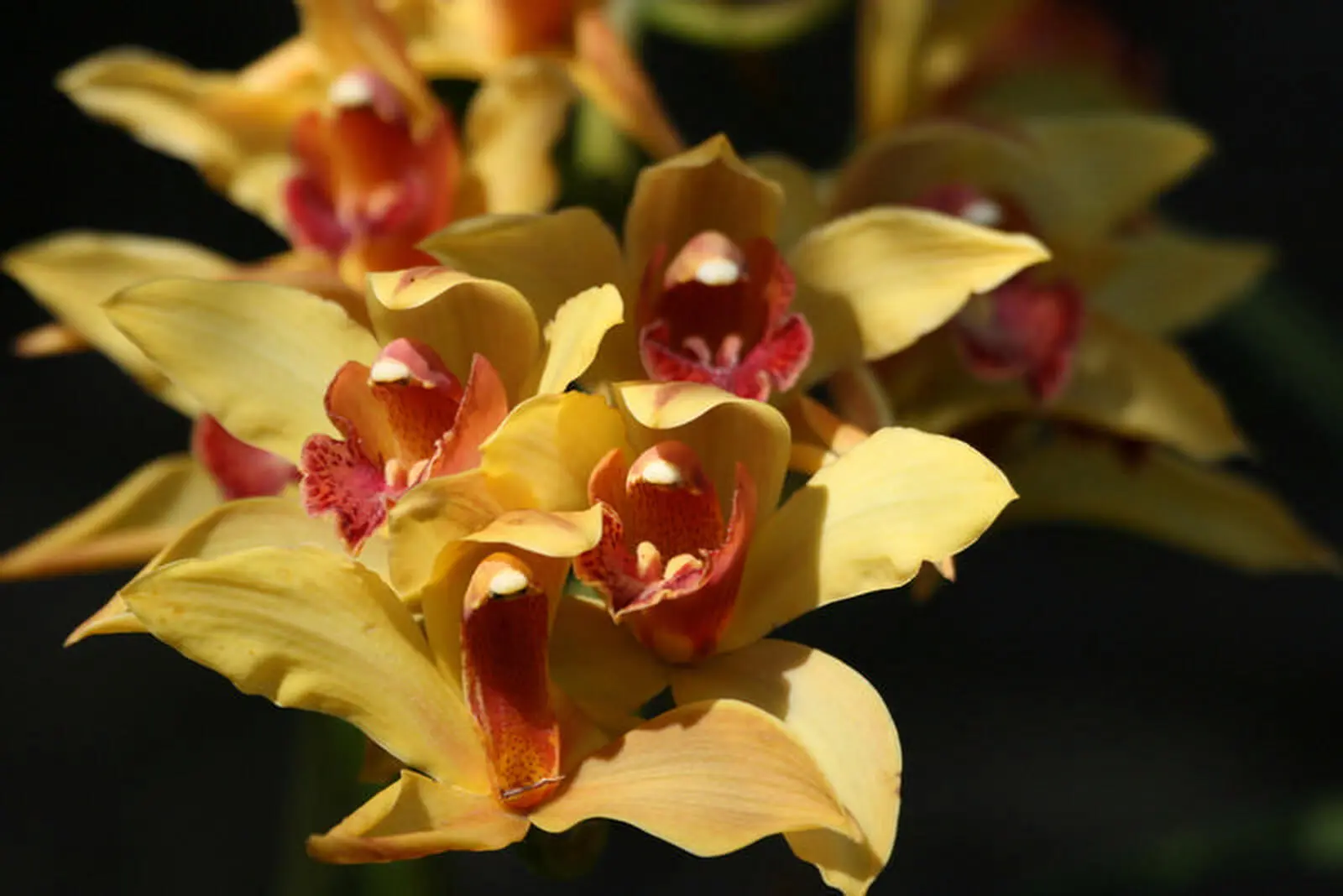 Madeira wird aufgrund der Pflanzenvielfalt auch "Blumeninsel" genannt