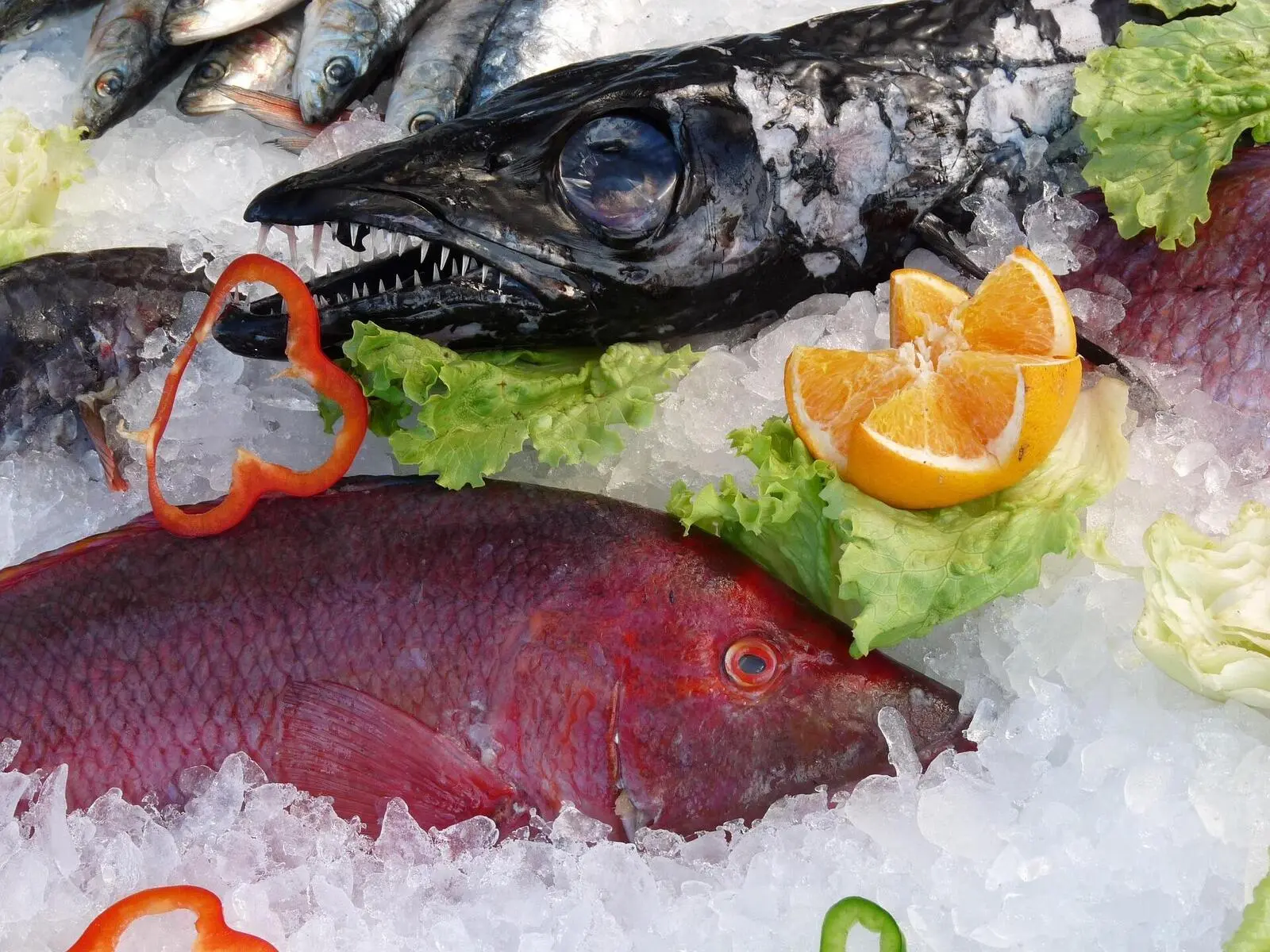 Inselspezialitäten Degenfisch und Roter Schnapper